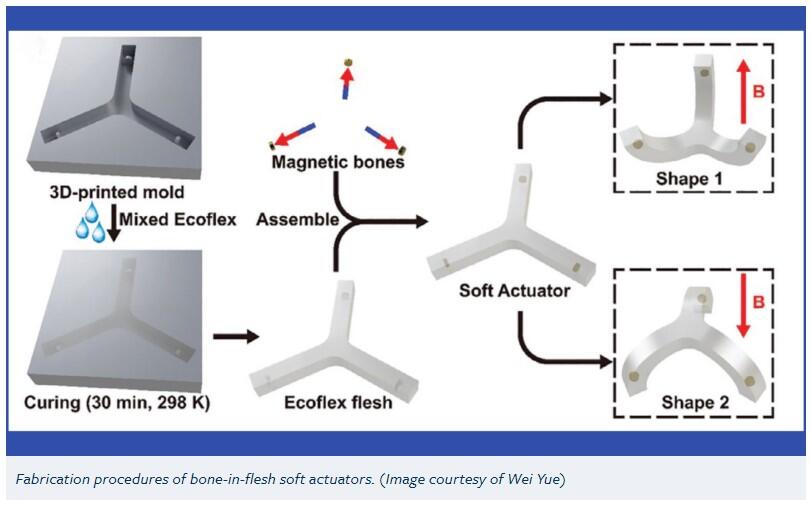 The fabricated soft actuator transforming into different shapes under different external magnetic fields. Recorded (top column) and computed (bottom column) transitions among the “butterfly” state, the undeformed flat state and the “saddle” state.